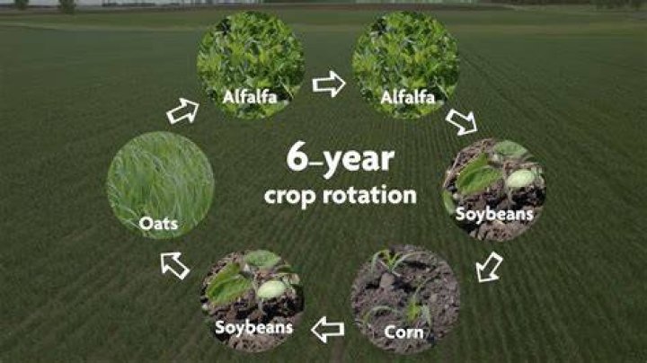 What is a good crop to rotate with corn