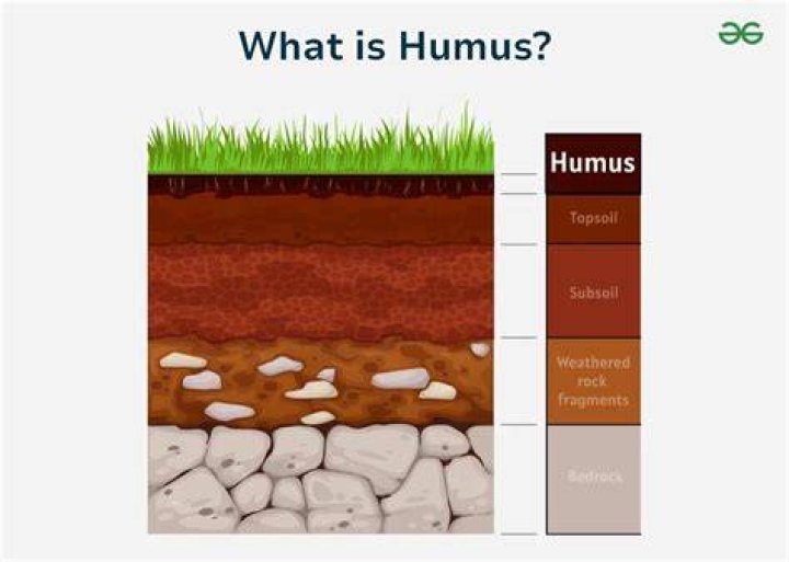 What is a humus in science