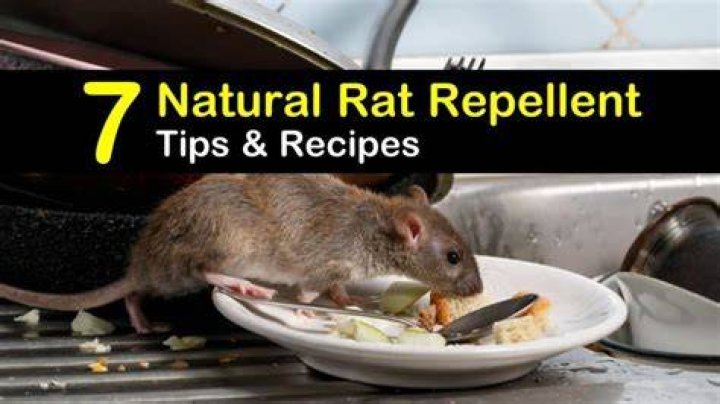 What is a natural rat repellent