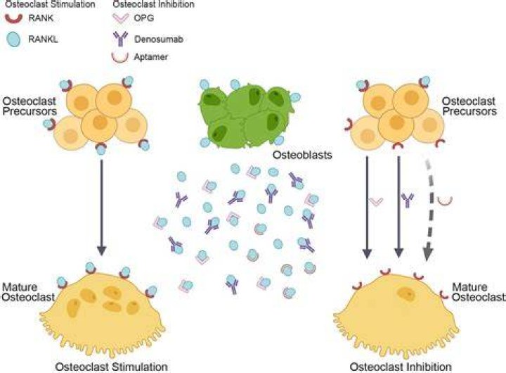 What is a rankl inhibitor