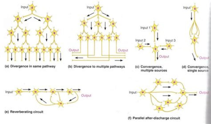What is a reverberating circuit