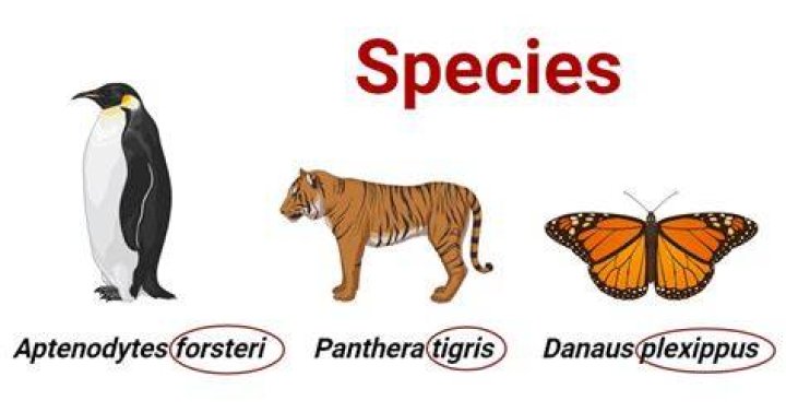 What is a species rank