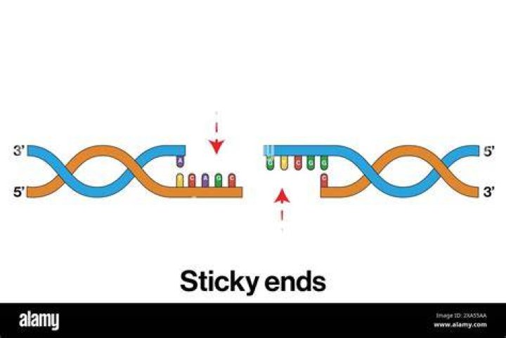 What is a sticky end in biology