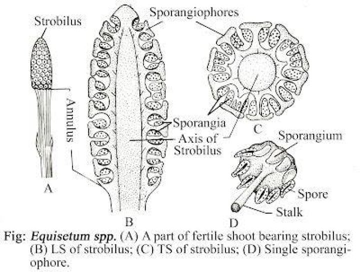 What is a Strobilus in botany
