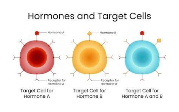 What is a target cell in biology
