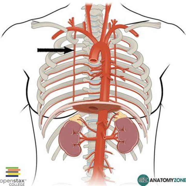 What is a thoracic artery