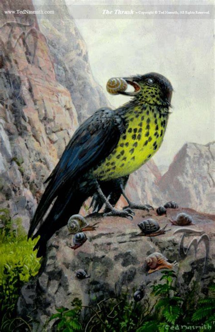 What is a thrush in the Hobbit