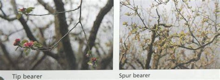 What is a tip bearing apple tree
