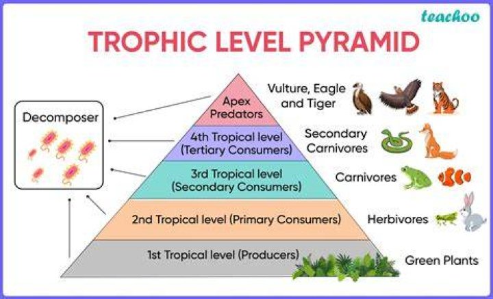 What is a trophic structure