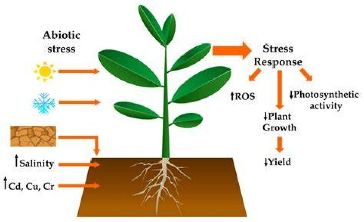 What is abiotic stress in plants