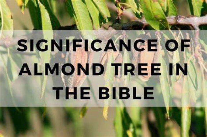 What is almond tree in the Bible