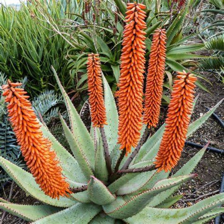 What is Aloe Ferox used for