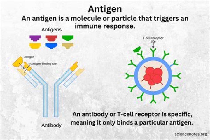 What is an antigen What is an antibody