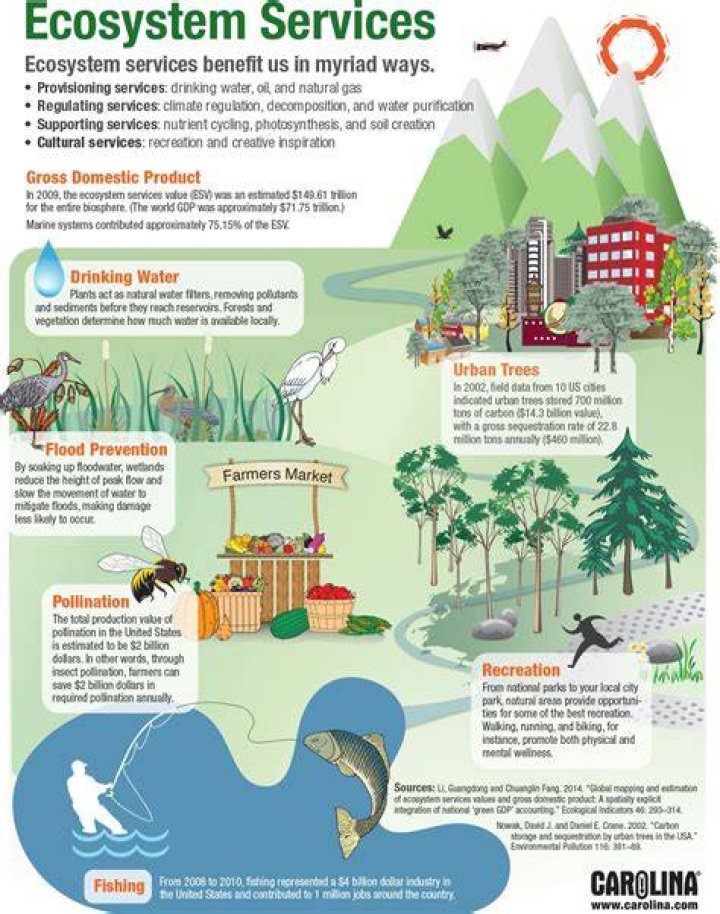 What is an environmental ecosystem