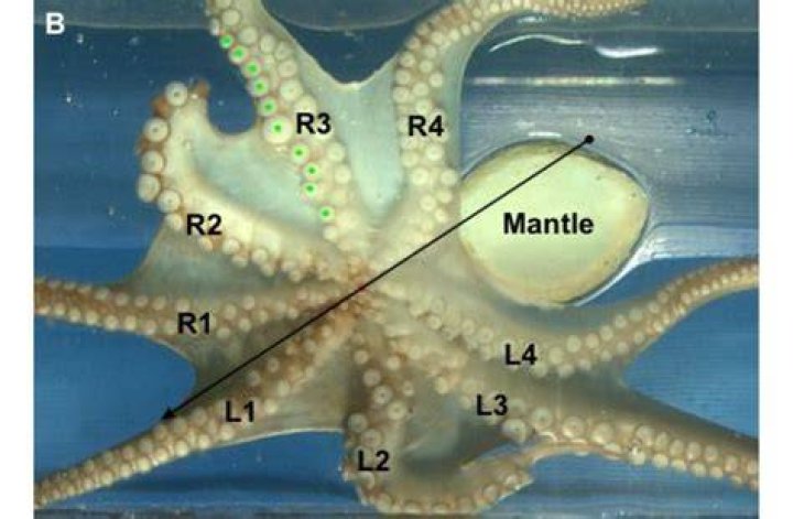 What is an octopus mantle