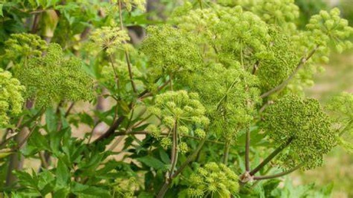 What is Angelica plant used for