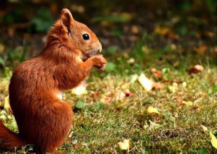 What is animal foraging
