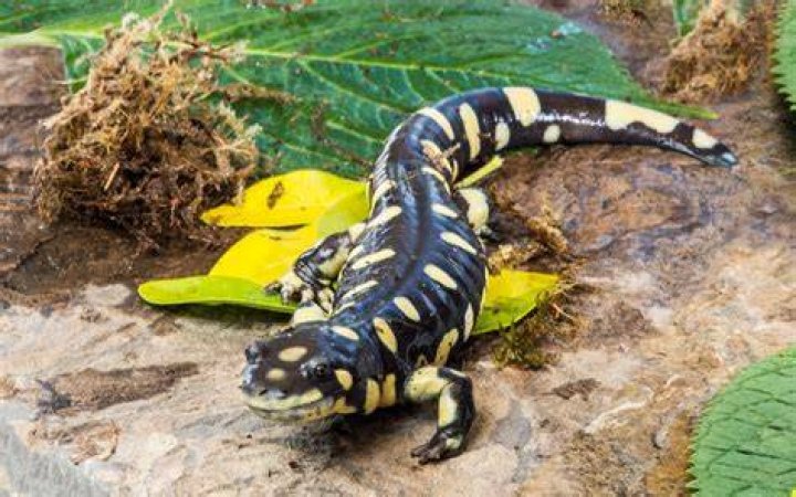 What is another name for salamander