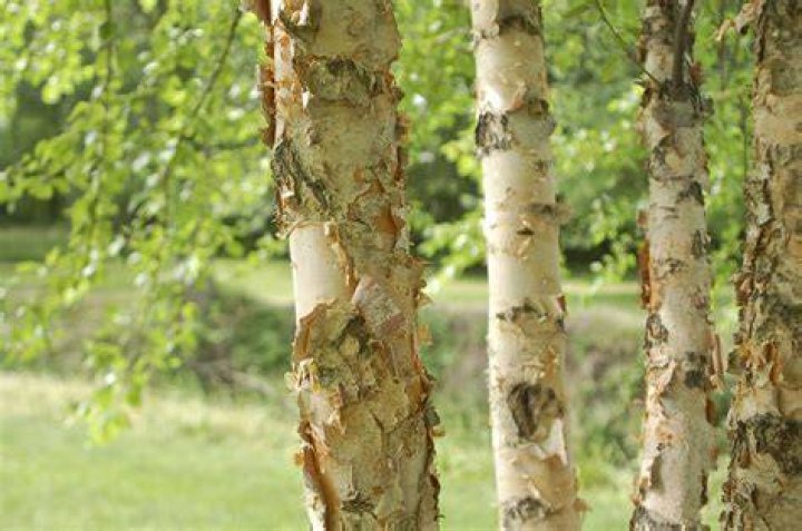 What is Birch funk