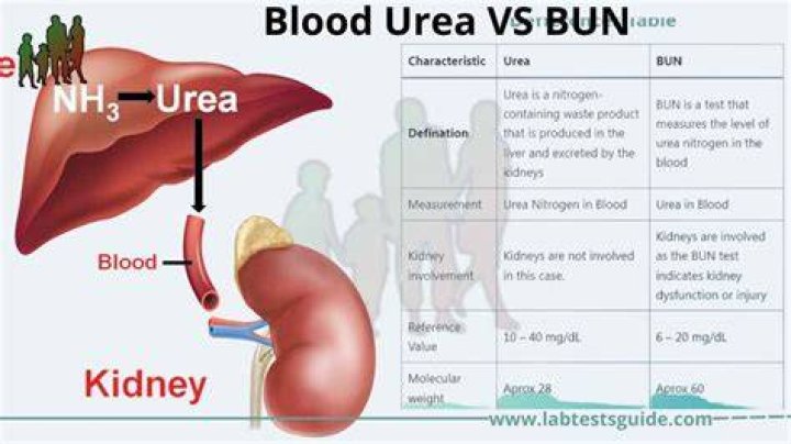 What is blood urea nitrogen in medical terms