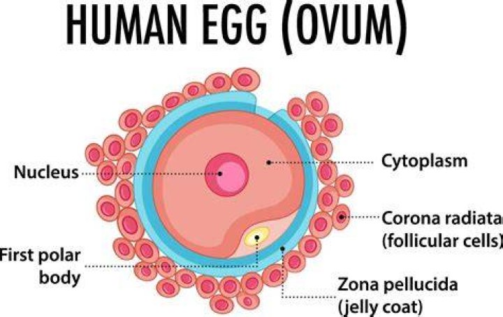 What is called ovum