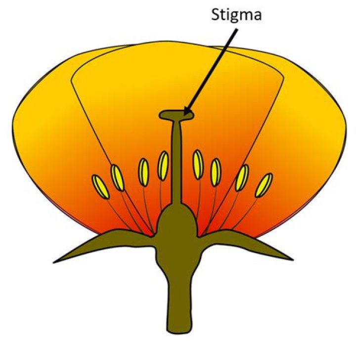 What is called stigma