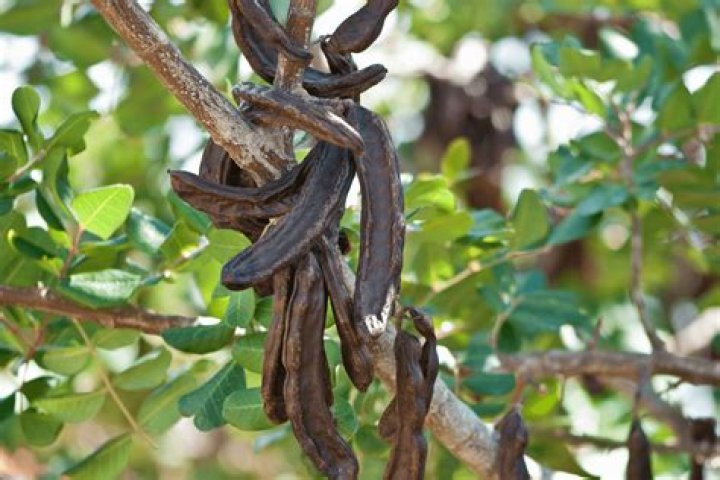 What is carob made from