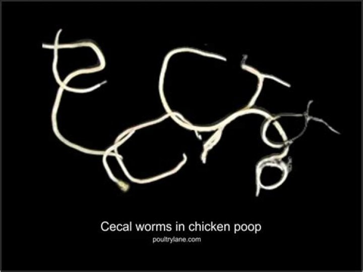 What is cecal poop in chickens