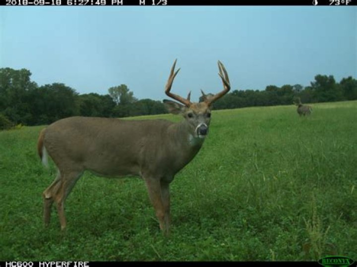 What is considered a management buck