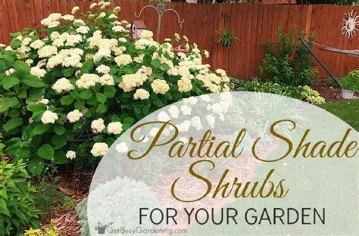 What is considered partial shade