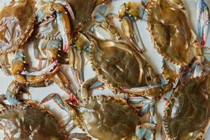 What is crab shell made of