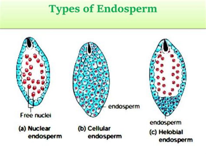 What is endosperm and types