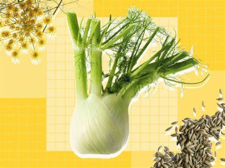 What is fennel used for in cooking