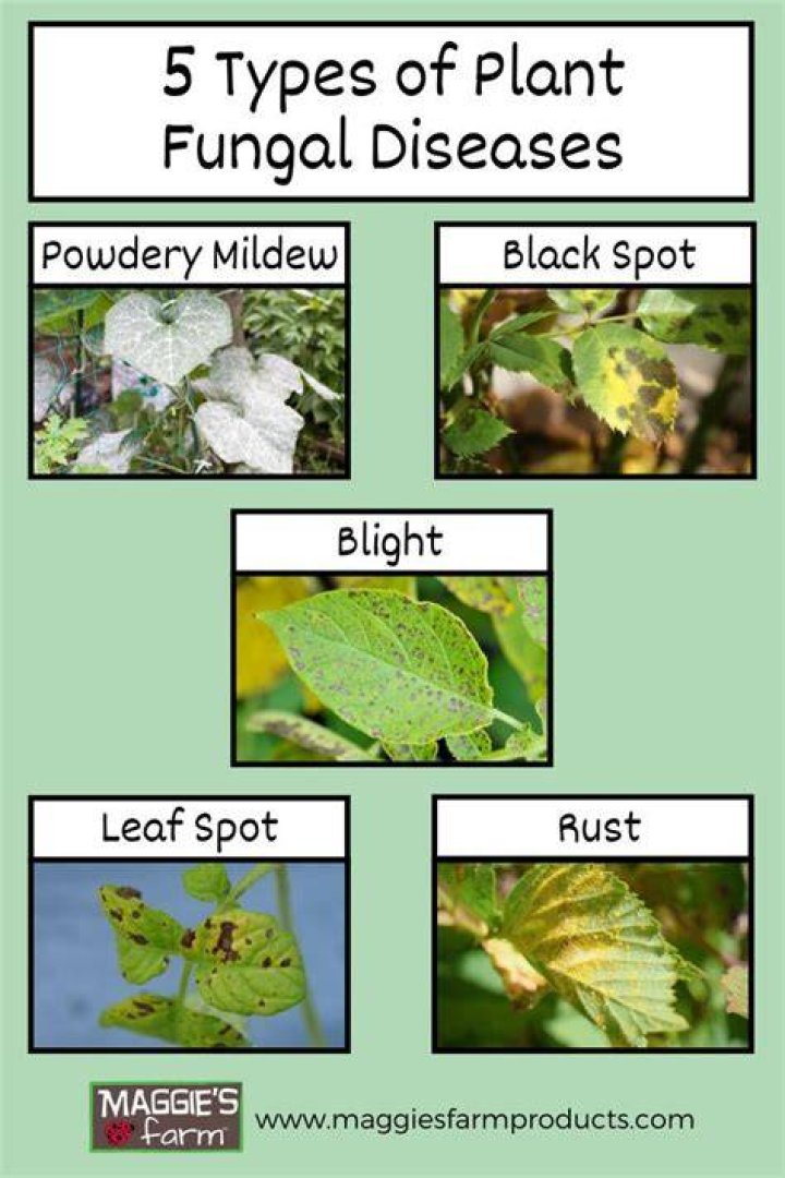 What is fungal disease in plants
