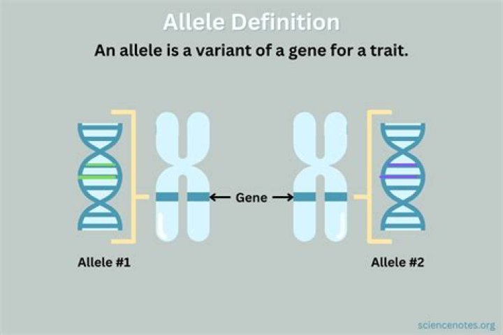What is genetic allele