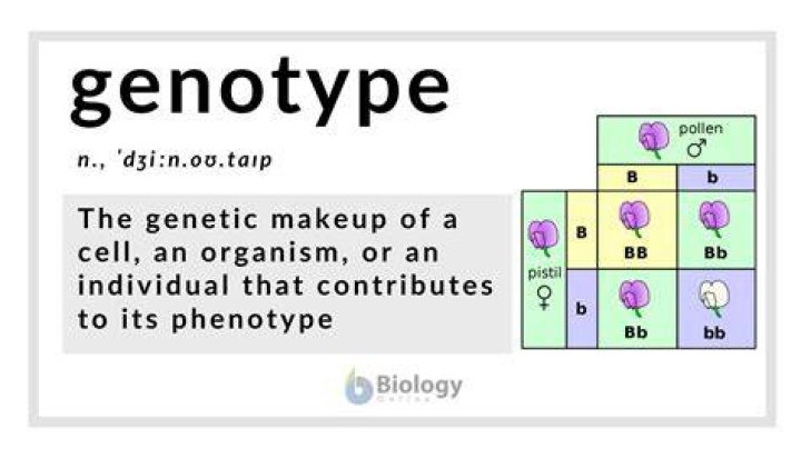 What is genotype in science definition