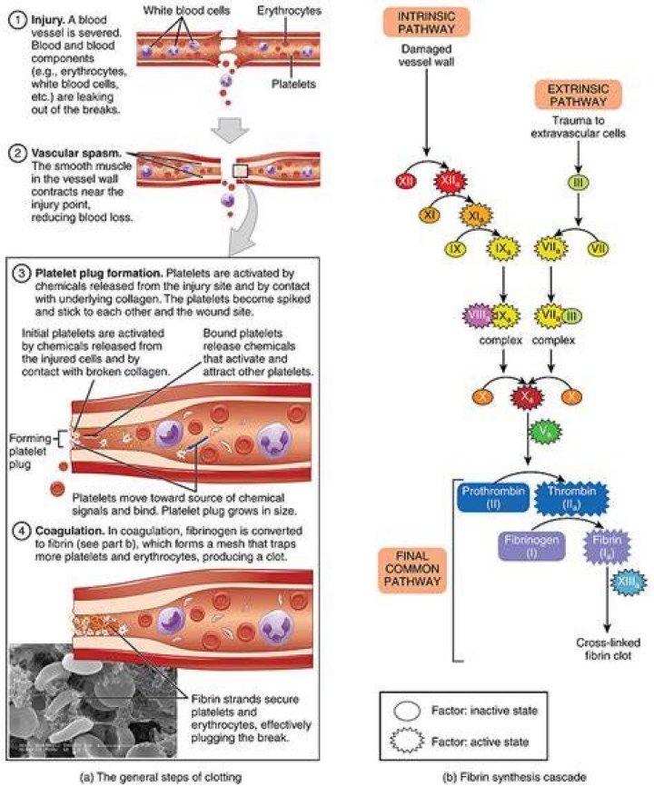 What is Haemostasis and Thrombosis