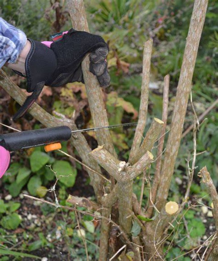 What is hard pruning