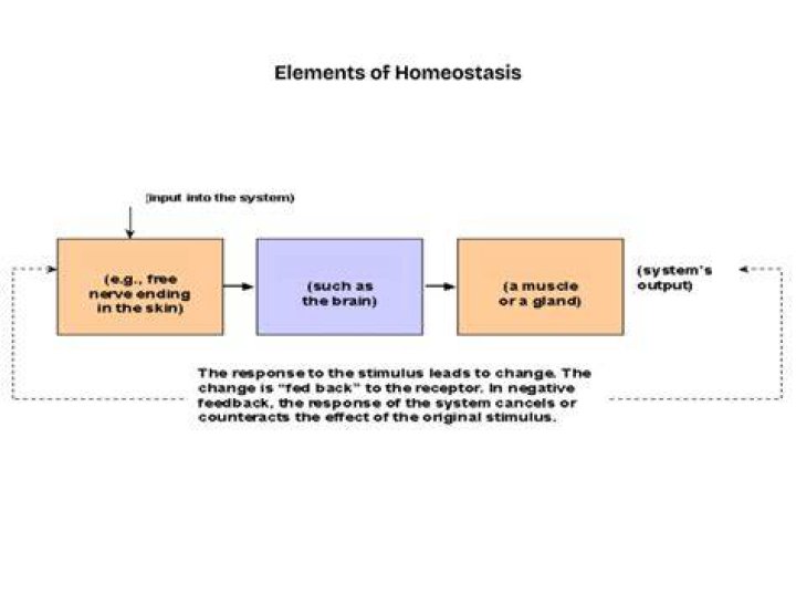 What is homeostasis in biology quizlet