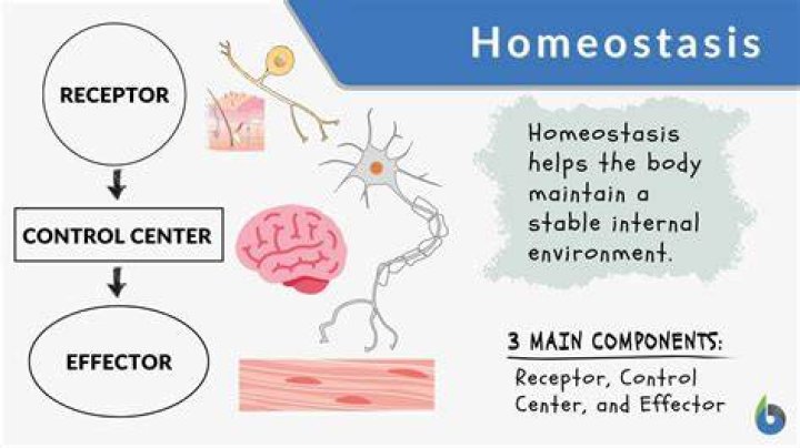 What is homeostasis mechanism