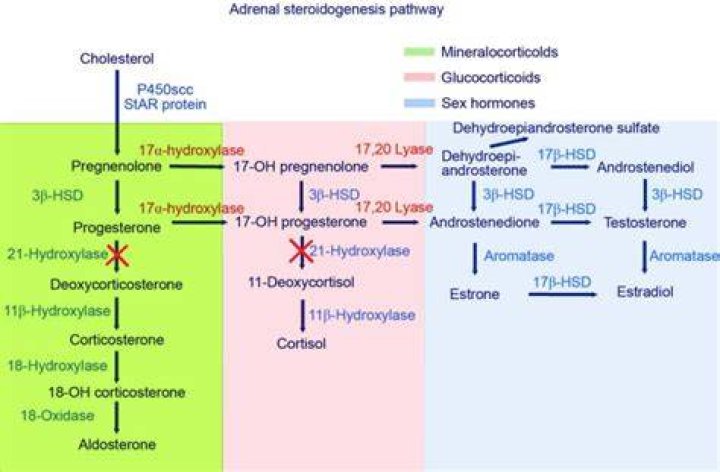 What is hydroxylase deficiency