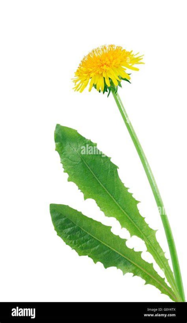 What is in a dandelion stem