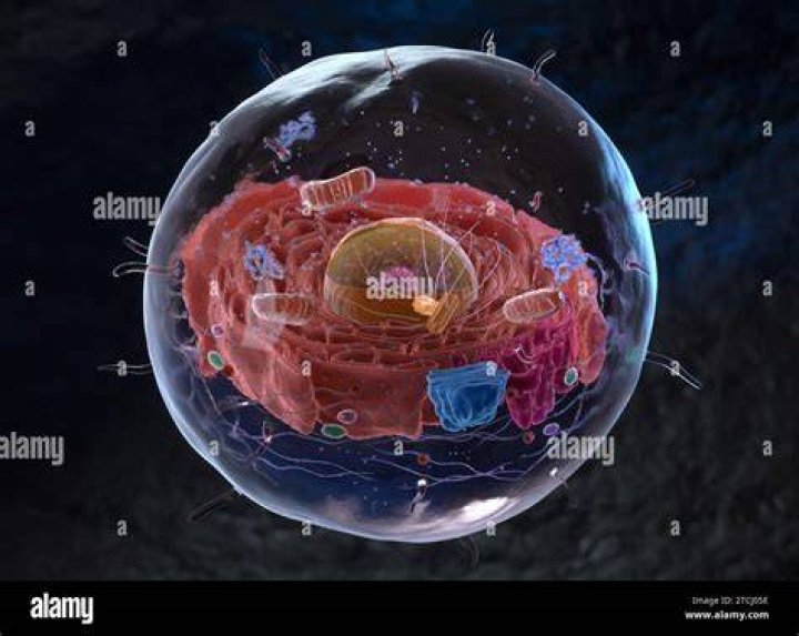What is inside cells
