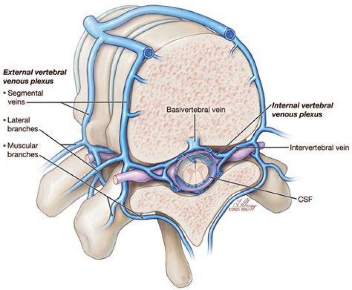 What is internal vertebral venous plexus