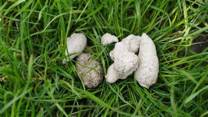 What is it called when dog poop turns white