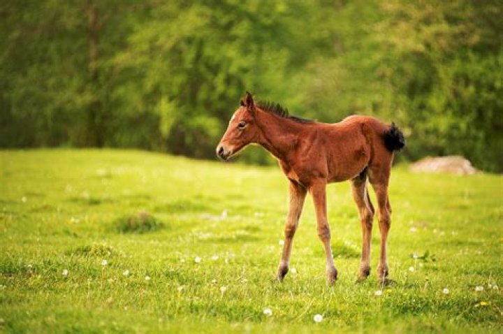 What is joint ill in horses