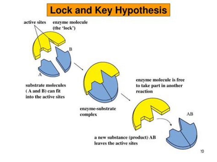 What is key and lock hypothesis
