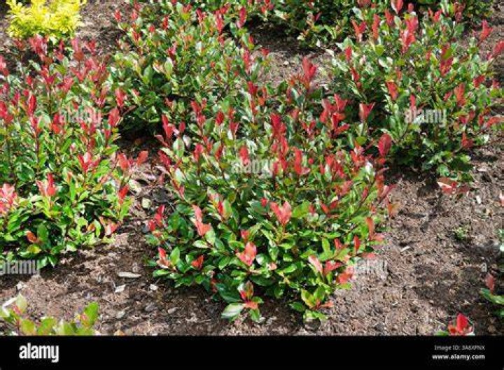 What is killing my red tip photinia