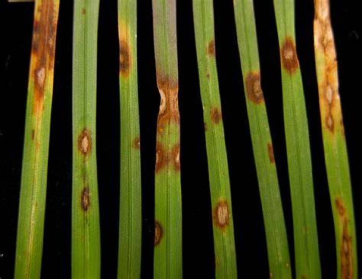 What is leaf spot on grass