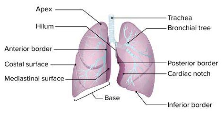 What is left apex of lung